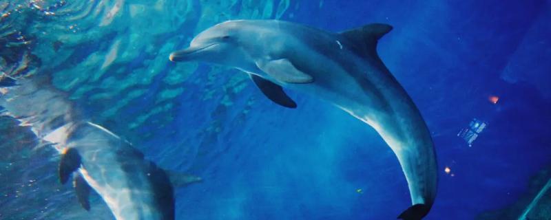 海豚怎么繁殖