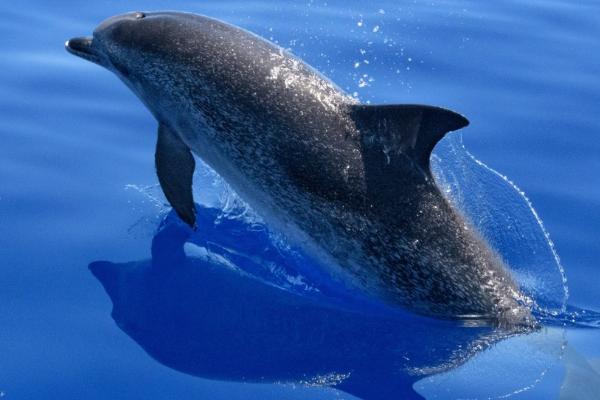 海豚怎么繁殖，达到合适年龄后会自然交配