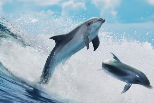 海豚怎么繁殖，达到合适年龄后会自然交配