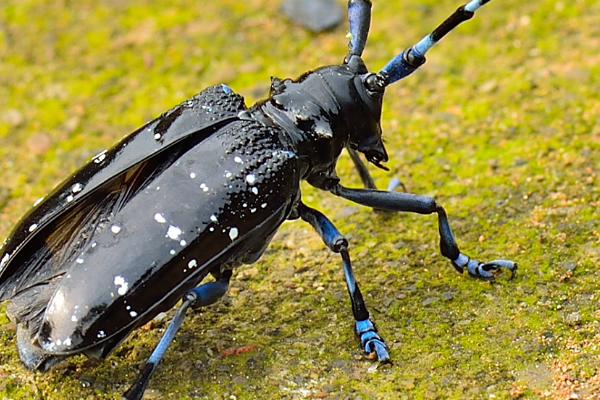 天牛简介,成虫寿命一般10余天至1-2个月