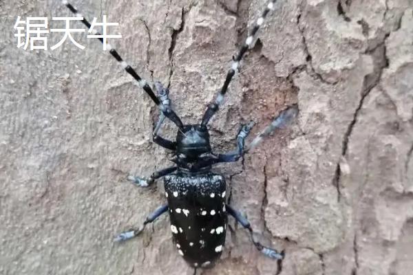 天牛简介,成虫寿命一般10余天至1-2个月