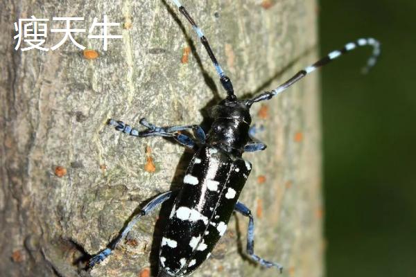 天牛简介,成虫寿命一般10余天至1-2个月