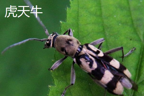 天牛简介,成虫寿命一般10余天至1-2个月