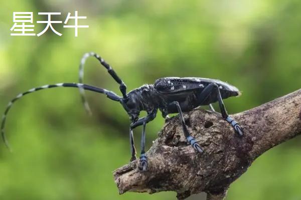 天牛简介,成虫寿命一般10余天至1-2个月