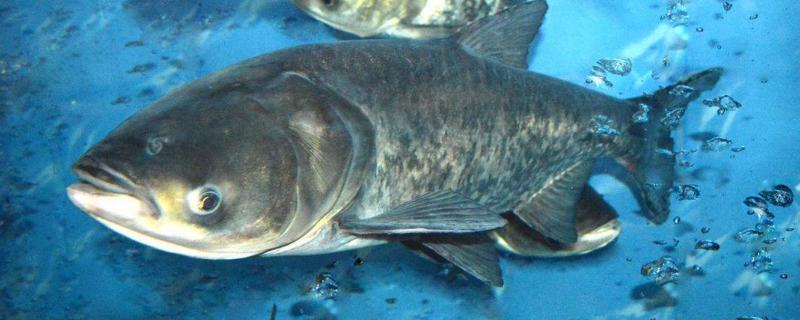 大头鱼吃什么饲料