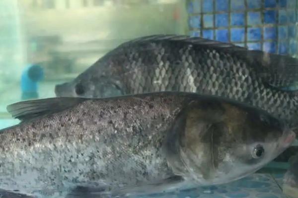 大头鱼吃什么饲料，可吃全价搭配粉状饲料