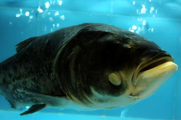 大头鱼吃什么饲料，可吃全价搭配粉状饲料