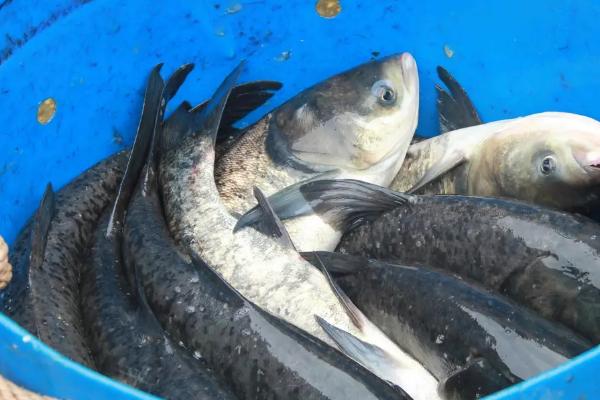 大头鱼吃什么饲料，可吃全价搭配粉状饲料