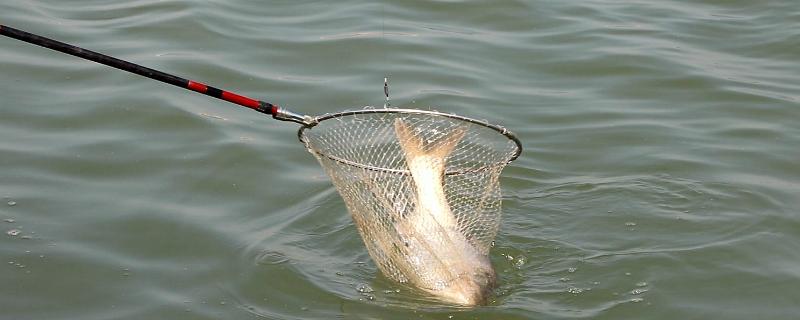 手竿钓鲢鳙用什么钩