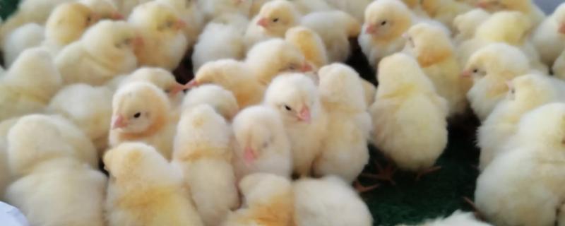 小鸡崽不吃东西还发蔫的原因