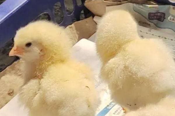 小鸡崽不吃东西还发蔫的原因,可能是环境差、球虫病或乱用药等