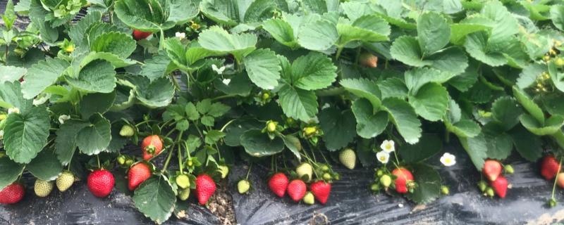 草莓为什么不宜连作