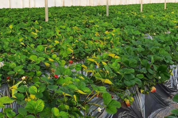 草莓为什么不宜连作，连作易发生病虫害