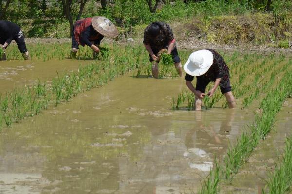 插秧是水稻还是小麦，需要插秧的是水稻