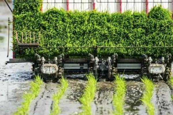 插秧是水稻还是小麦，需要插秧的是水稻