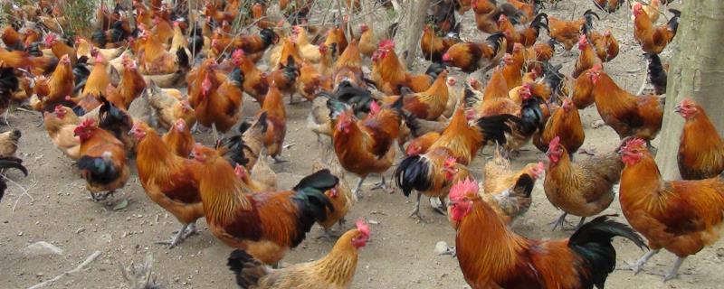 什么果园适合养鸡