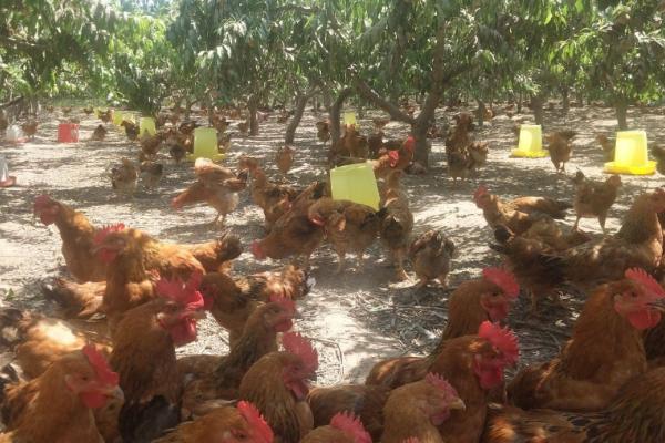 什么果园适合养鸡，两年以上的的果园适合养鸡