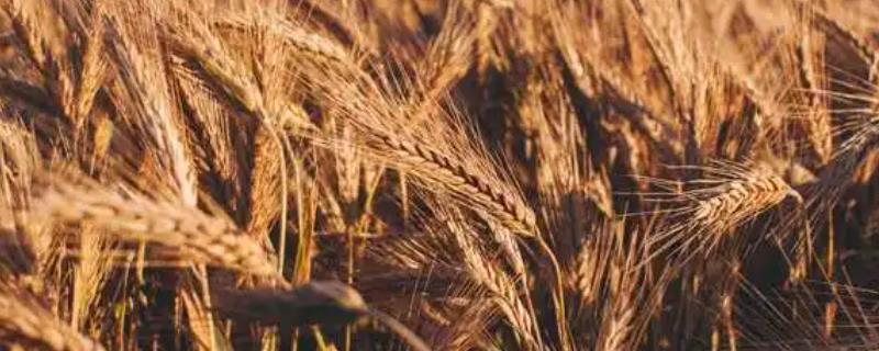 小麦拔节期追肥注意事项