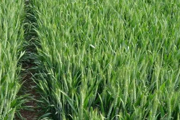 小麦拔节期追肥注意事项，不建议施加过多的氮肥