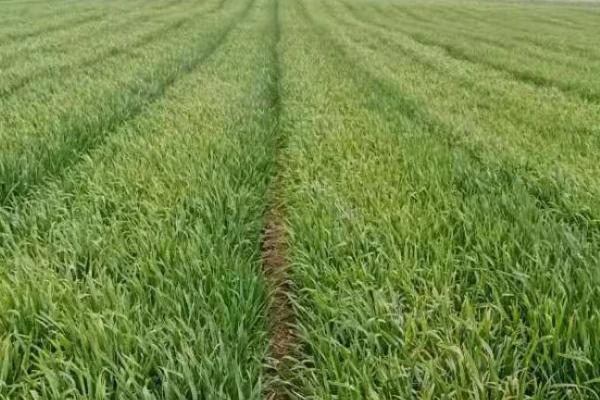 小麦拔节期追肥注意事项，不建议施加过多的氮肥