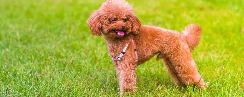 泰迪的服从性如何训练