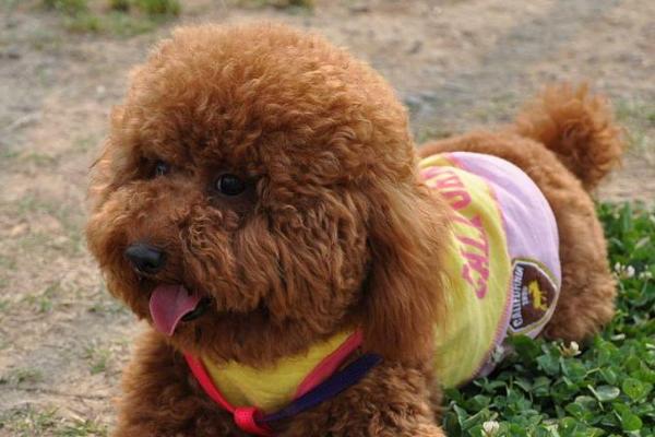 泰迪的服从性如何训练，发号施令时才能叫名字