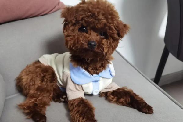 泰迪的服从性如何训练，发号施令时才能叫名字