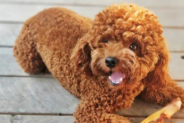 泰迪的服从性如何训练，发号施令时才能叫名字