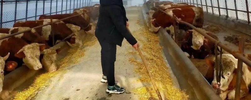 开办养牛合作社需要养多少只牛