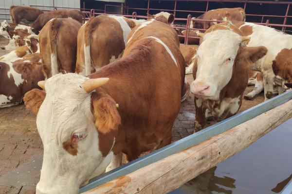 开办养牛合作社需要养多少只牛,对于养殖数量并无要求