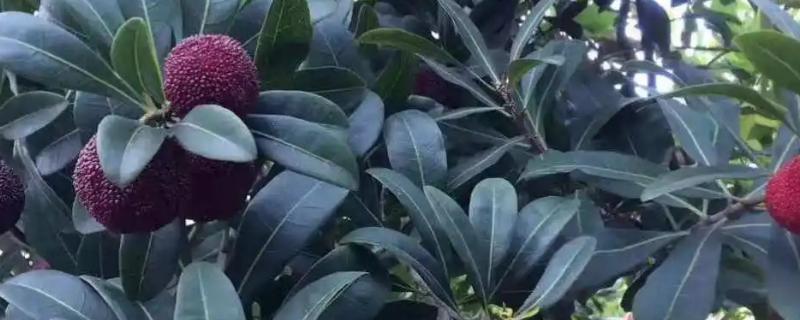 乌梅喜阴还是喜阳