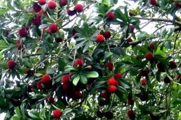 乌梅喜阴还是喜阳，是喜阳作物