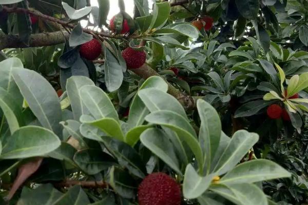 乌梅喜阴还是喜阳，是喜阳作物