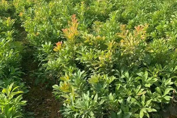 乌梅喜阴还是喜阳，是喜阳作物