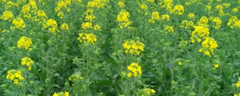 中油杂19号油菜品种简介