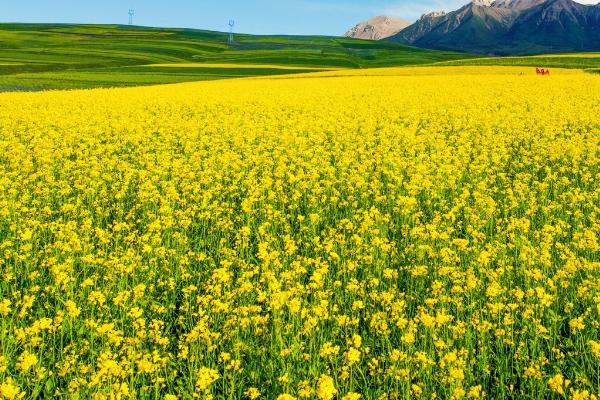 中油杂19号油菜品种简介，可在10月上中旬直播