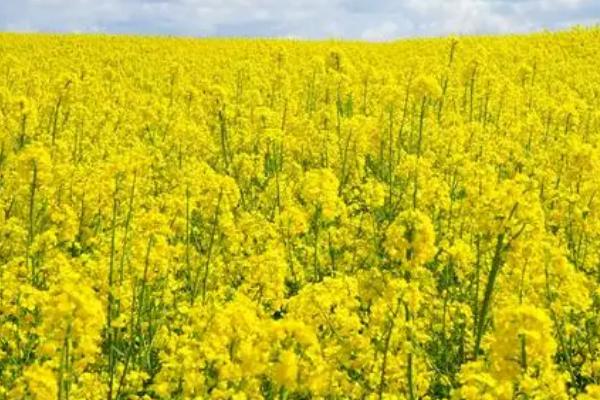 中油杂19号油菜品种简介，可在10月上中旬直播