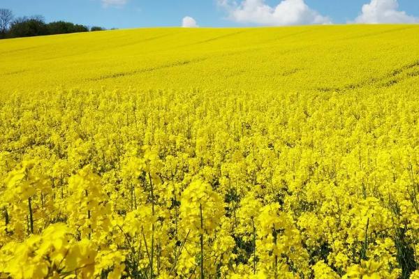 中油杂19号油菜品种简介，可在10月上中旬直播