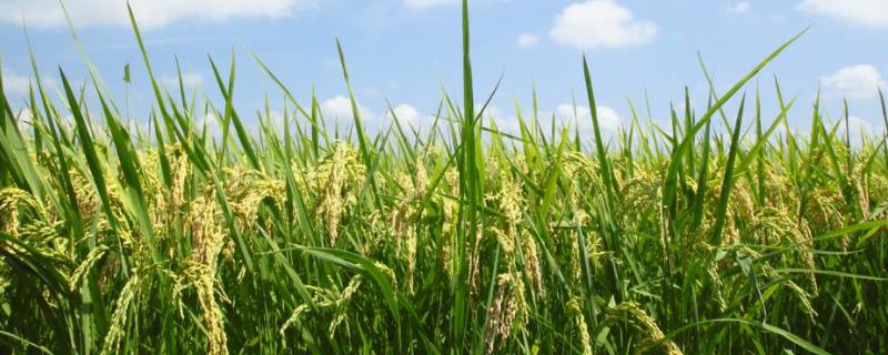 明8S水稻种子特点