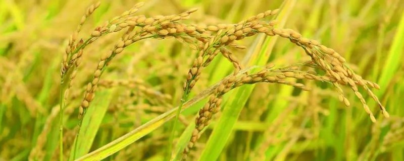 福元优2165水稻种子简介