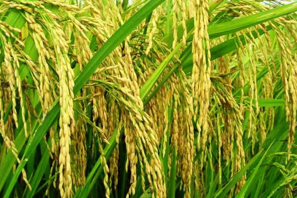 福泰优3号水稻种简介，一般4月底至5月中旬播种