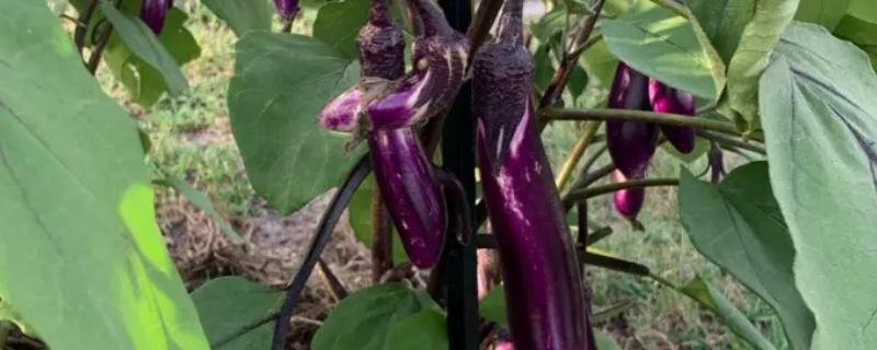 茄子什么时候播种