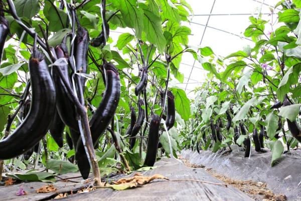 茄子什么时候播种，由当前季节来决定