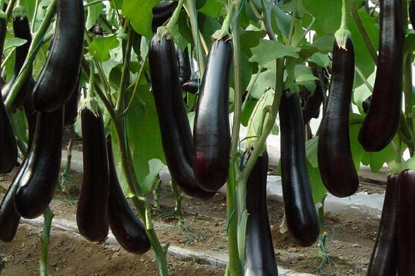 茄子什么时候播种，由当前季节来决定