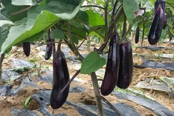 茄子什么时候播种，由当前季节来决定