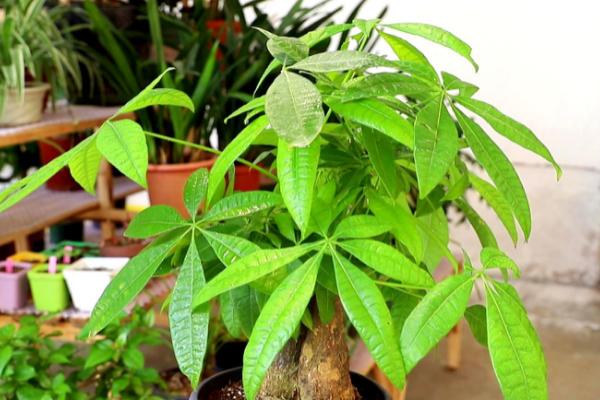 发财树能否放在室内，可放在室内有光照的位置养护