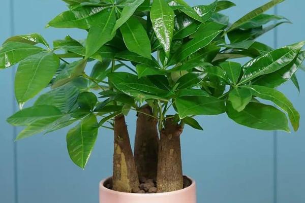 发财树能否放在室内，可放在室内有光照的位置养护
