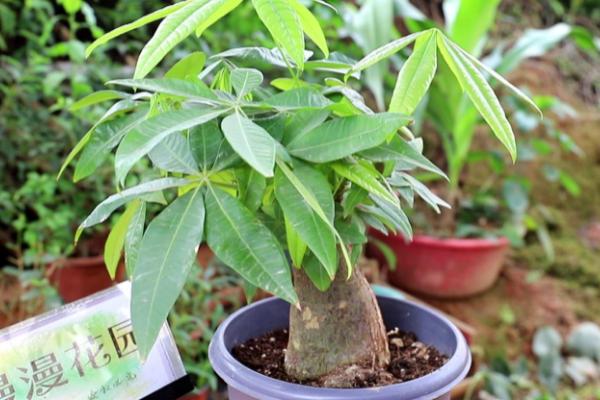 发财树能否放在室内，可放在室内有光照的位置养护