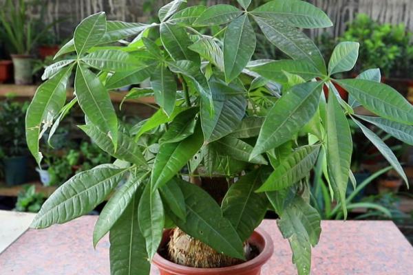 发财树能否放在室内，可放在室内有光照的位置养护