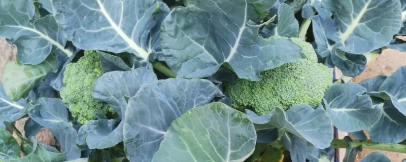 西兰花高产种植方法